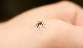 Eine Mücke sticht in die Hand eines Menschens