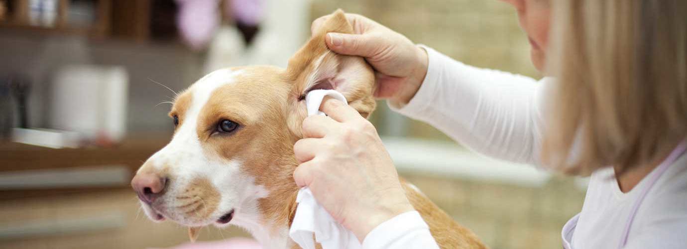 Eine Frau reinigt die Ohren eines Hundes mit einem Tuch