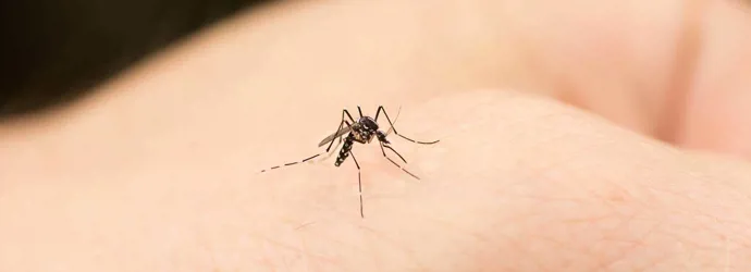Eine Mücke sticht in die Hand eines Menschens