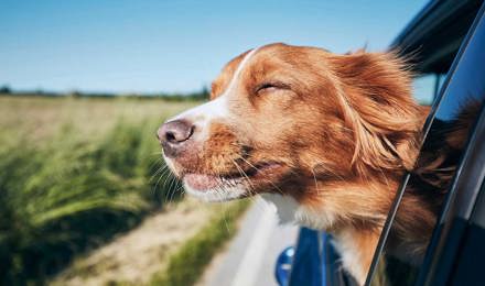 Reizen met een hond die zijn kop uit een autoraam steekt