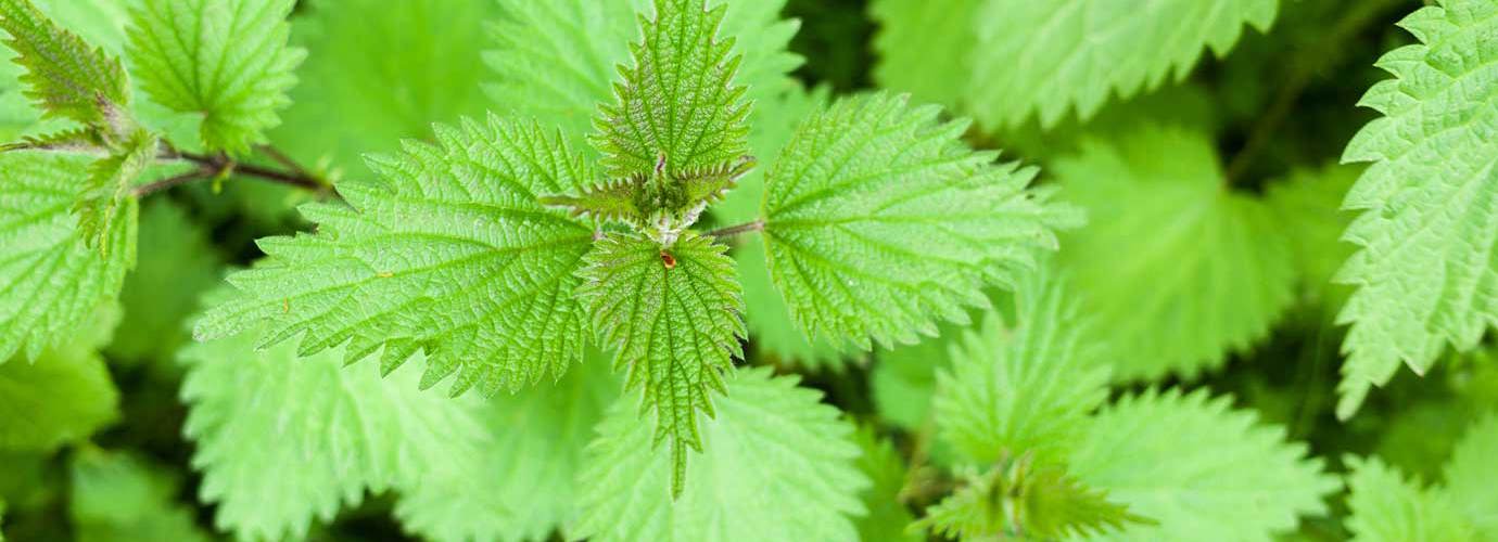 Una pianta di urtica comune nota anche come ortica